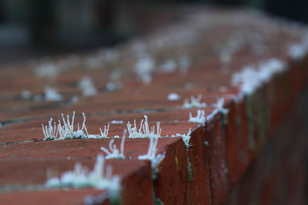 Eine Backsteinmauer mit gefrorenem Gras im Kloster Chorin, Foto: Dirk Pagels, Fotograf in Teltow, Kleinmachnow, Stahnsdorf, Potsdam, Berlin, Bundes- Weltweit