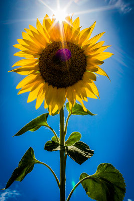 Eine Sonnenblume mit Sonnenstrahlen, Foto: Dirk Pagels, Fotograf in Teltow, Kleinmachnow, Stahnsdorf, Potsdam, Berlin, Bundes- Weltweit