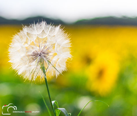 Pusteblume auf einem Sonnenblumenfeld in Teltow, Foto: Dirk Pagels, Fotograf in Teltow, Kleinmachnow, Stahnsdorf, Potsdam, Berlin, Bundes- Weltweit