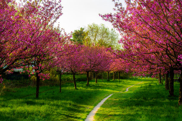 Kirschblütenallee im Frühling, Mauerweg Berlin, Teltow-Seehof, Foto: Dirk Pagels, Fotograf in Teltow, Kleinmachnow, Stahnsdorf, Potsdam, Berlin, Bundes- Weltweit