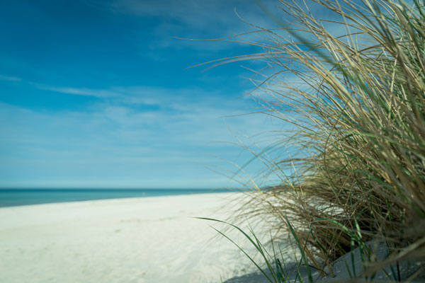 Dünengras am Strand von Ahrenshoop, Ostsee, Foto: Dirk Pagels, Fotograf in Teltow, Kleinmachnow, Stahnsdorf, Potsdam, Berlin, Bundes- Weltweit