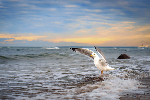 Strand Nienhagen, Ostsee 2024, Foto: Dirk Pagels, Fotograf in Teltow, Kleinmachnow, Stahnsdorf, Potsdam, Berlin, Bundes- Weltweit