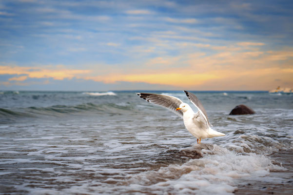 Strand Nienhagen, Ostsee 2024, Foto: Dirk Pagels, Fotograf in Teltow, Kleinmachnow, Stahnsdorf, Potsdam, Berlin, Bundes- Weltweit