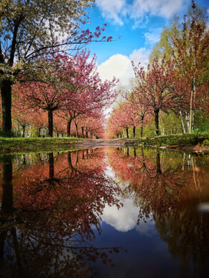 Kirschblütenallee Teltow, Mai 2021, Foto: Dirk Pagels, Fotograf in Teltow, Kleinmachnow, Stahnsdorf, Potsdam, Berlin, Bundes- Weltweit