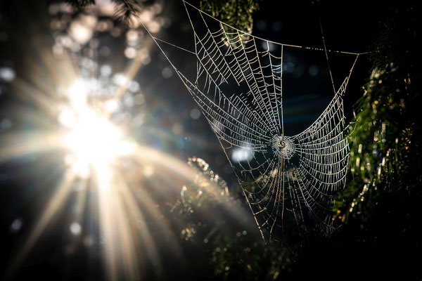 Herbststimmung, Foto: Dirk Pagels, Fotograf in Teltow, Kleinmachnow, Stahnsdorf, Potsdam, Berlin, Bundes- Weltweit