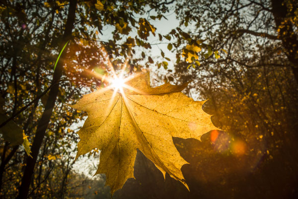  Ein Blatt mit Sonnenstrahlen im Herbst, Foto: Dirk Pagels, Fotograf in Teltow, Kleinmachnow, Stahnsdorf, Potsdam, Berlin, Bundes- Weltweit