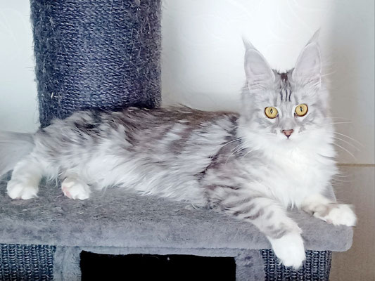  Blinding Lights (Ice Berg Maine Coon Cattery S&W & Mystic Moment of Dangerstone)