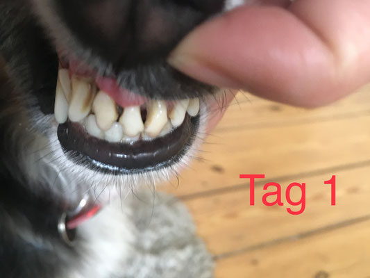 zahnhygiene beim hund das drama um saubere zahne elbpfoten hamburg harvestehude eppendorf alster