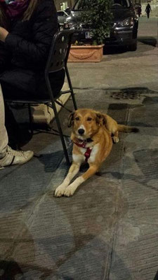 pets sweet home perugia