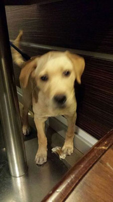 pets sweet home perugia