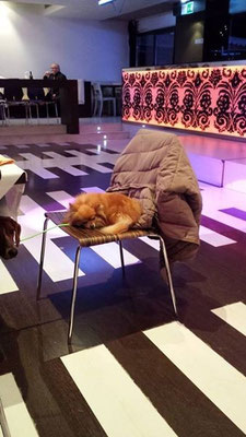 pets sweet home perugia