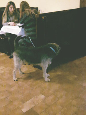 pets sweet home perugia