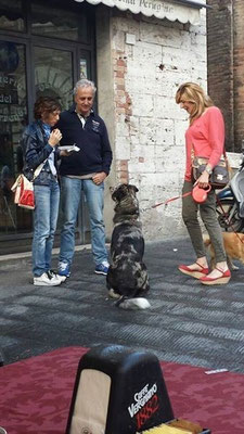 pets sweet home perugia