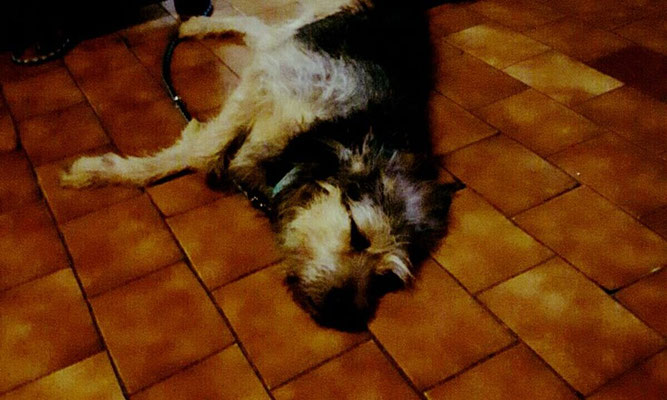 pets sweet home perugia