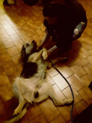 pets sweet home perugia