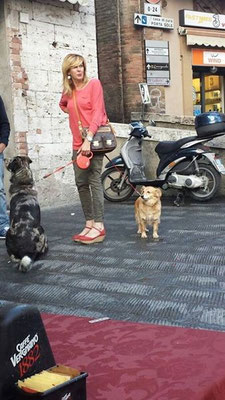 pets sweet home perugia
