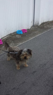 pets sweet home perugia