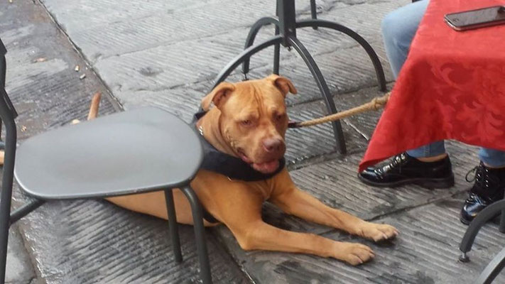 pets sweet home perugia