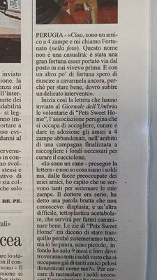 pets sweet home perugia