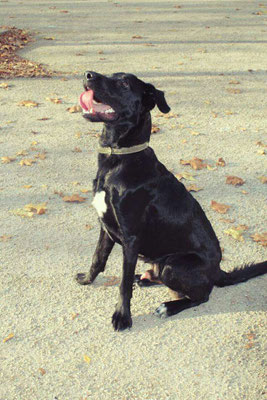 pets sweet home perugia