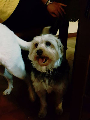 pets sweet home perugia