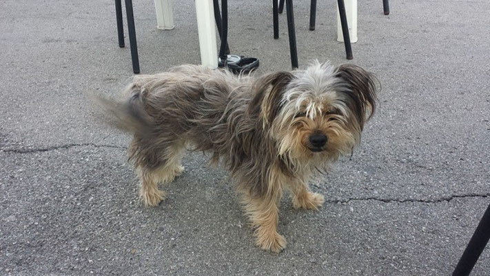 pets sweet home perugia
