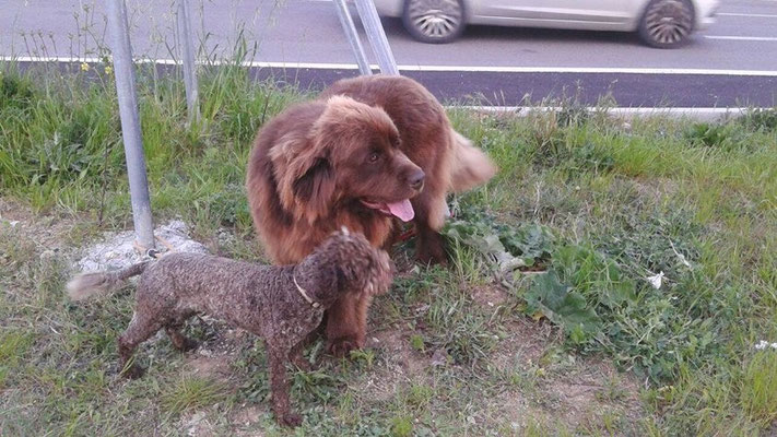 pets sweet home perugia