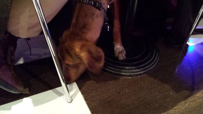 pets sweet home perugia