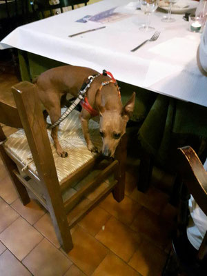 pets sweet home perugia