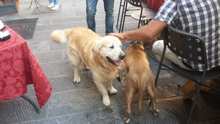 pets sweet home perugia