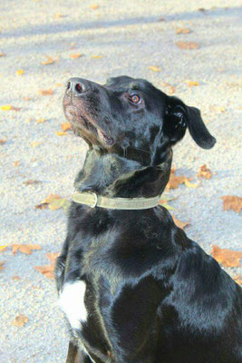 pets sweet home perugia