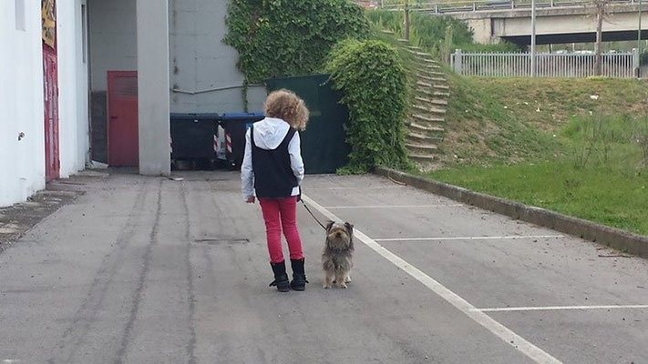 pets sweet home perugia