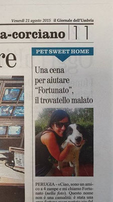 pets sweet home perugia