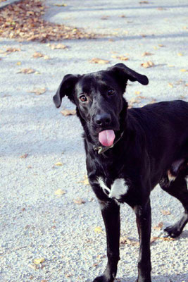 pets sweet home perugia