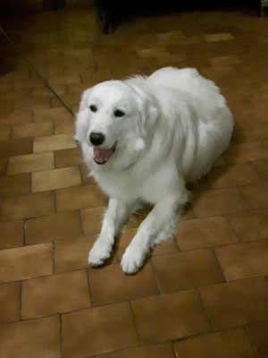 pets sweet home perugia