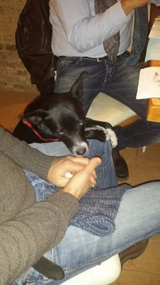 pets sweet home perugia
