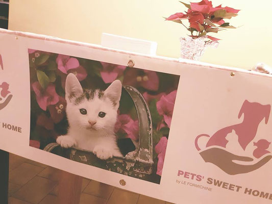 pets sweet home perugia