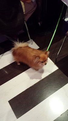 pets sweet home perugia