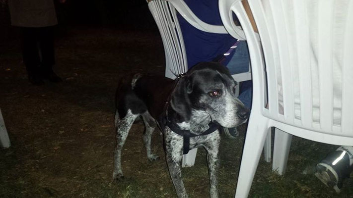 pets sweet home perugia