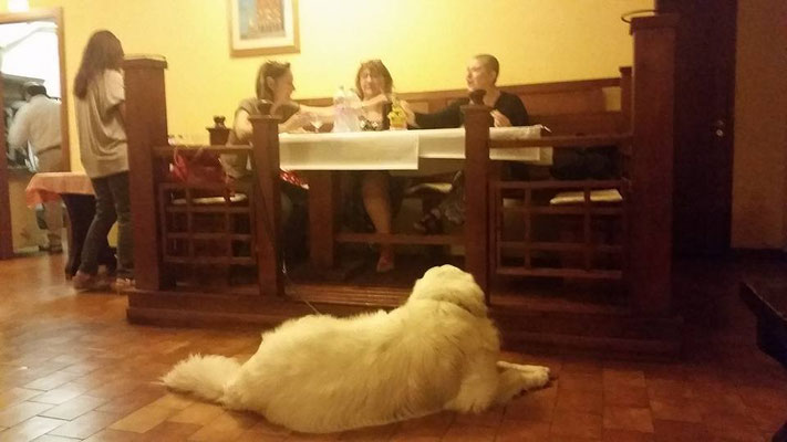 pets sweet home perugia