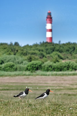 Foto St. Peter Ording, Fotos kaufen, Bilder kaufen, Husum, Nordsee, Seehund, Sonnenuntergang, Westerhever Leuchtturm, Strandsegler St. Peter Ording, Garding, Tating, Tönning, Husum, Sylt, Amrum, Föhr, Nordfriesland, Leinwand, Poster, Nordseefotos