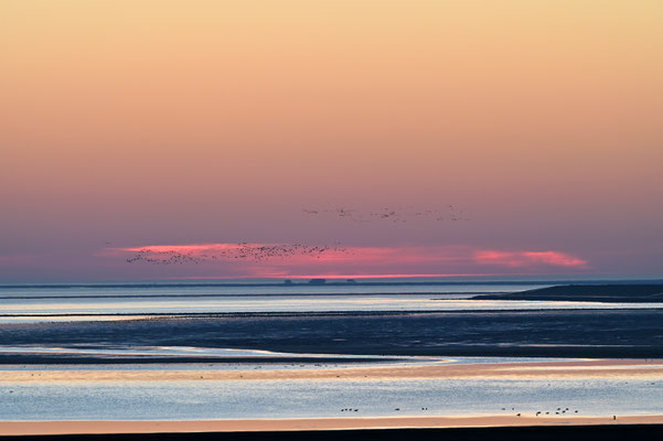 Foto St. Peter Ording, Fotos kaufen, Bilder kaufen, Husum, Nordsee, Seehund, Sonnenuntergang, Westerhever Leuchtturm, Strandsegler St. Peter Ording, Garding, Tating, Tönning, Husum, Sylt, Amrum, Föhr, Nordfriesland, Leinwand, Poster, Nordseefotos