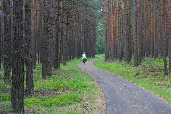 Radweg umn Wald