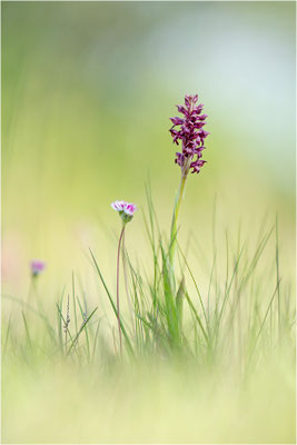 Wanzen-Spitzorchis (Anacamptis coriophora), Dep. Aveyron, Frankreich