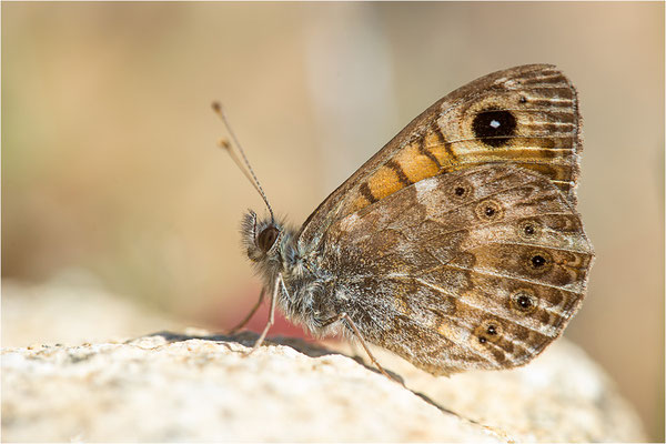 Korsischer Mauerfuchs (Lasiommata paramegaera), Korsika, Frankreich