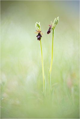 Ophrys x royanensis (=drumana x insectifera), Frankreich, Dep. Drôme