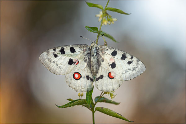 Roter Apollo (Parnassius apollo linnei), Schweden, Gotland