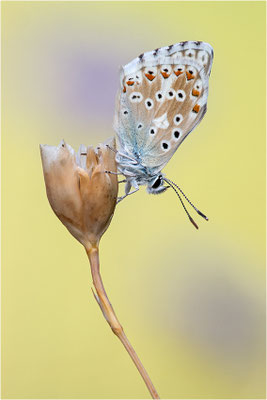 Spanischer Bläuling (Polyommatus hispana), Männchen, Spanien, Pyrenäen, Prov. Lleida