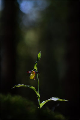 Gelber Frauenschuh (Cypripedium calceolus), Schweden, Jämtlands län