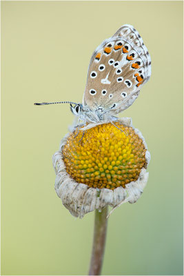 Himmelblauer Bläuling (Polyommatus bellargus), Deutschland, Baden-Württemberg